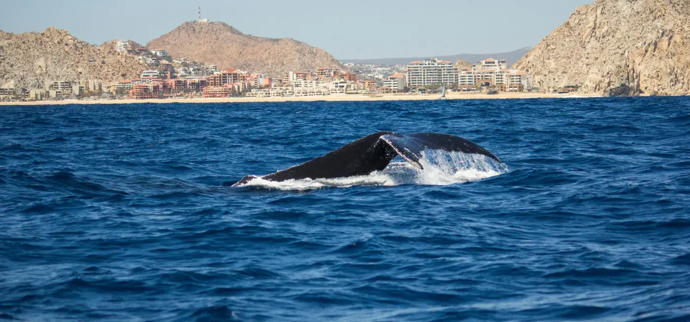 Knisja Parrokkjali tal-Imsida view of San José del Cabo, Mexico